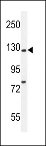 Kif5C-2 Antibody western blot of mouse brain tissue lysates (35 ug/lane). The Kif5C-2 antibody detected the Kif5C-2 protein (arrow).