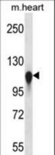 KIF5C Antibody western blot of mouse heart tissue lysates (35 ug/lane). The KIF5C antibody detected the KIF5C protein (arrow).