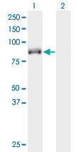 Western blot of KIF9 expression in transfected 293T cell line by KIF9 monoclonal antibody (M07), clone 4E9.