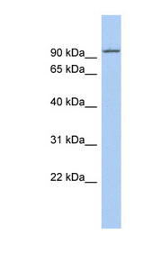 KIF9 antibody LS-C109849 Western blot of THP-1 cell lysate.