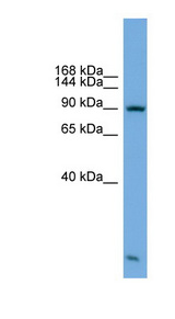 KIFAP3 antibody LS-C111610 Western blot of PANC1 cell lysate.