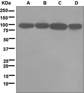 Western blot analysis on (A) HeLa, (B) SH-SY5Y, (C) C6, and (D) 293T cell lysates using anti-KIFAP3 antibody.