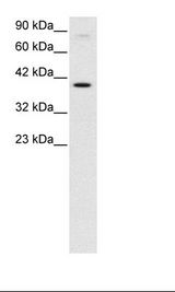 HepG2 Cell Lysate