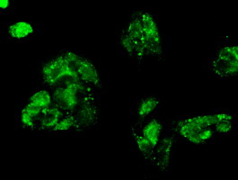 Immunofluorescent staining of HepG2 cells using anti-FERMT2 mouse monoclonal antibody.