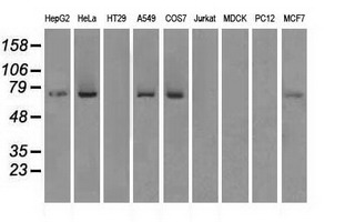 Western blot of extracts (35 ug) from 9 different cell lines by using anti-FERMT2 monoclonal antibody.