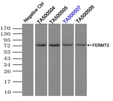 Immunoprecipitation(IP) of FERMT2 by using monoclonal anti-FERMT2 antibodies (Negative control: IP without adding anti-FERMT2 antibody.). For each experiment, 500ul of DDK tagged FERMT2 overexpression lysates (at 1:5 dilution with HEK293T lysate), 2 ug of anti-FERMT2 antibody and 20ul (0.1 mg) of goat anti-mouse conjugated magnetic beads were mixed and incubated overnight. After extensive wash to remove any non-specific binding, the immuno-precipitated products were analyzed with rabbit anti-DDK polyclonal antibody.