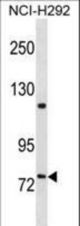 FERMT2 Antibody western blot of NCI-H292 cell line lysates (35 ug/lane). The FERMT2 antibody detected the FERMT2 protein (arrow).