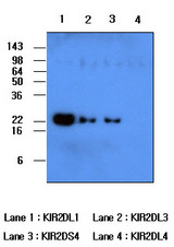 Recombinant human protein KIR2DL1, KIR2DL3, KIR2DS4 and KIR2DL4 (each 50 ng per well) were resolved by SDS-PAGE, transferred to PVDF membrane and probed with anti-human KIR2DL1 (1:500). Proteins were visualized using a goat anti-mouse secondary antibody conjugated to HRP and an ECL detection system. Lane 1: KIR2DL1; Lane 2: KIR2DL3; Lane 3: KIR2DS4; Lane 4: KIR2DL4.