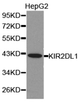 Western blot of extracts of HepG2 cell lines, using KIR2DL1 antibody.