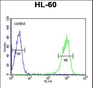 KIR2DL2 Antibody (C-term) flow cytometric analysis of HL-60 cells (right histogram) compared to a negative control cell (left histogram).FITC-conjugated goat-anti-rabbit secondary antibodies were used for the analysis.