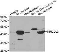 Western blot analysis of extracts of various cell lines, using KIR2DL3 antibody.
