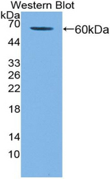Western blot of recombinant KIR2DL3 / GL183.