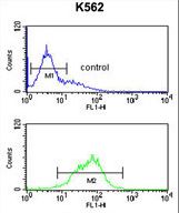 KIR2DL5B Antibody flow cytometry of K562 cells (bottom histogram) compared to a negative control cell (top histogram). FITC-conjugated goat-anti-rabbit secondary antibodies were used for the analysis.