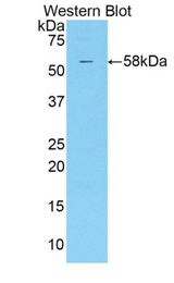 Western blot of recombinant KIR2DS2 / CD158b.