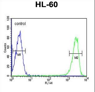 KIR2DS3 Antibody flow cytometry of HL-60 cells (right histogram) compared to a negative control cell (left histogram). FITC-conjugated goat-anti-rabbit secondary antibodies were used for the analysis.