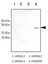 Recombinant human KIR2DL1, KIR2DL3, KIR2DL4 and KIR2DS4 (each 100 ng) were resolved by SDS-PAGE, transferred to PVDF membrane and probed with anti-human KIR2DS4 antibody (1:1000). Proteins were visualized using a goat anti-mouse secondary antibody conjugated to HRP and an ECL detection system. Arrow indicates recombinant human KIR2DS4 protein.