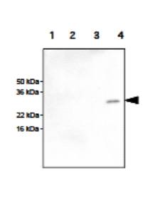Western Blot Analysis: Recombinant human KIR2DL1, KIR2DL3, KIR2DL4 and KIR2DS4 respectively. Arrow indicates recombinant human KIR2DS4 protein.