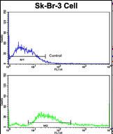 Flow cytometric analysis of SK-Br-3 cells using KIR2DS4 Antibody (Center)(bottom histogram) compared to a negative control cell (top histogram). FITC-conjugated goat-anti-rabbit secondary antibodies were used for the analysis.
