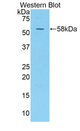Western blot of recombinant KIR3DL1.