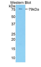 Western blot of recombinant KIR3DL3.