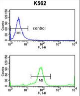 KIR3DL3 Antibody flow cytometry of K562 cells (bottom histogram) compared to a negative control cell (top histogram). FITC-conjugated goat-anti-rabbit secondary antibody was used for the analysis.
