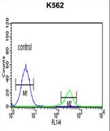 KIR3DS1 Antibody flow cytometry of K562 cells (right histogram) compared to a negative control cell (left histogram). FITC-conjugated goat-anti-rabbit secondary antibodies were used for the analysis.