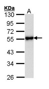 Sample (30 ug of whole cell lysate). A: Hela. 10% SDS PAGE. KISS1R antibody diluted at 1:1000.