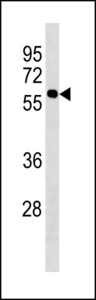 KISS1R Antibody western blot of HepG2 cell line lysates (35 ug/lane). The KISS1R antibody detected the KISS1R protein (arrow).