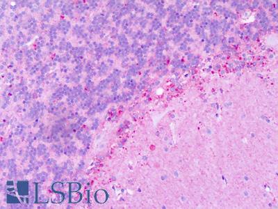Anti-KISS1R / GPR54 antibody IHC of human brain, cerebellum. Immunohistochemistry of formalin-fixed, paraffin-embedded tissue after heat-induced antigen retrieval. Antibody LS-A1928 dilution 3-5 ug/ml.
