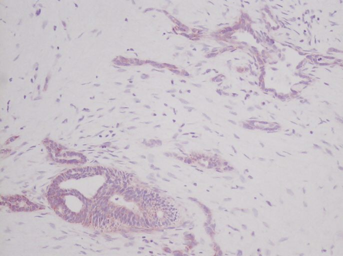 IHC of SCF antibody LS-C104667