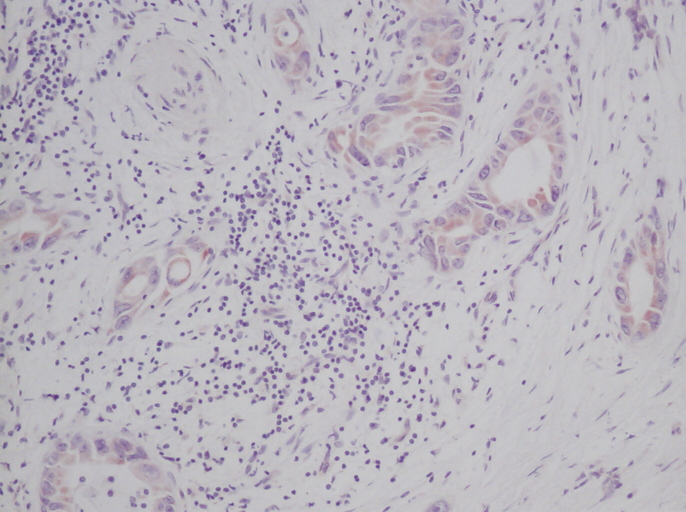 IHC of SCF antibody LS-C104667