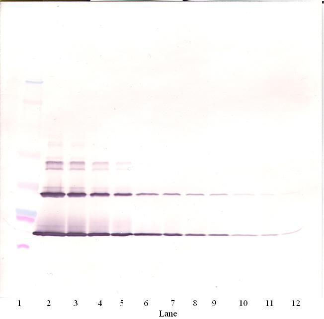 Western Blot (non-reducing) of SCF antibody LS-C104667