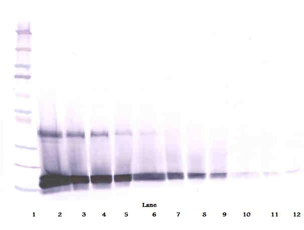Western Blot (reducing) of SCF antibody LS-C104667