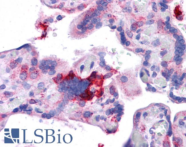 Anti-KITLG / SCF antibody IHC of human placenta. Immunohistochemistry of formalin-fixed, paraffin-embedded tissue after heat-induced antigen retrieval. Antibody LS-B4658 concentration 5 ug/ml.
