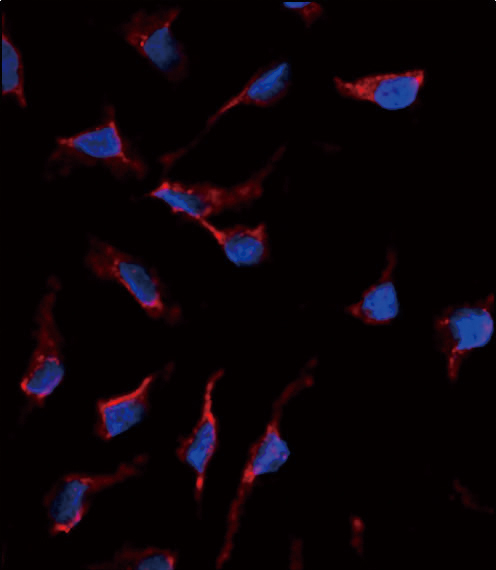 Immunofluorescence of anti-KITLG Antibody in HeLa cells. 0.025 mg/ml primary antibody was followed by Alexa-Fluor-546-conjugated donkey anti-rabbit lgG (H+L). Alexa-Fluor-546 emits orange fluorescence. Blue counterstaining is DAPI.