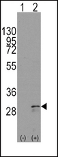 Western blot of KITLG(arrow) using rabbit polyclonal KITLG Antibody. 293 cell lysates (2 ug/lane) either nontransfected (Lane 1) or transiently transfected with the KITLG gene (Lane 2) (Origene Technologies).