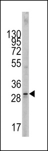 Western blot of KITLG Antibody in 293 cell line lysates (35 ug/lane). KITLG (arrow) was detected using the purified antibody.