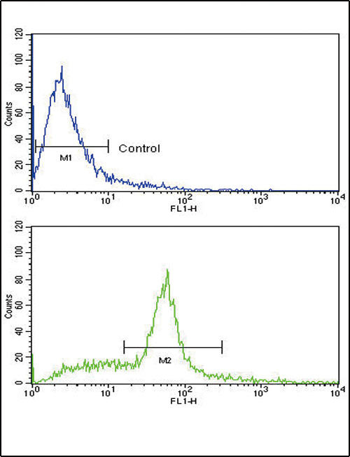 Flow cytometric of WiDr cells using SCF (KITLG) Antibody (bottom histogram) compared to a negative control cell (top histogram). FITC-conjugated goat-anti-rabbit secondary antibodies were used for the analysis.
