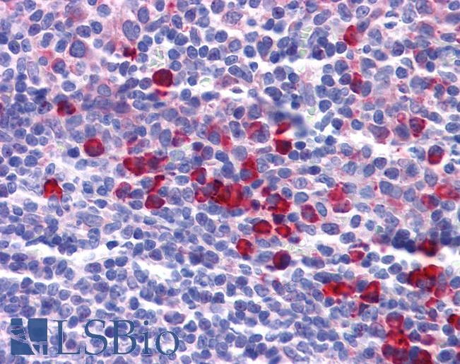 Anti-KITLG / SCF antibody IHC of human tonsil. Immunohistochemistry of formalin-fixed, paraffin-embedded tissue after heat-induced antigen retrieval. Antibody LS-B5002 concentration 5 ug/ml.