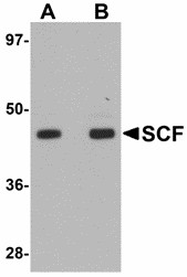 Western blot of SCF in rat brain tissue lysate with SCF antibody at (A) 1 and (B) 2 ug/ml.