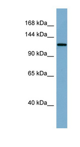 KL / Klotho antibody LS-C107624 Western blot of PANC1 cell lysate.