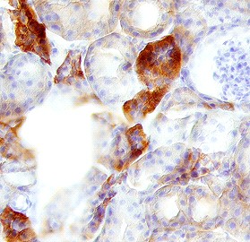 Klotho in Mouse Kidney. Klotho was detected in perfusion fixed frozen sections of mouse kidney using 1.7 ug/ml Mouse Klotho Antigen Affinity-purified Polyclonal Antibody overnight at 4°C. Tissue was stained with Anti-Goat HRP-DAB (brown) and counterstained with hematoxylin (blue).