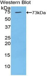 Western blot of recombinant KL / Klotho.