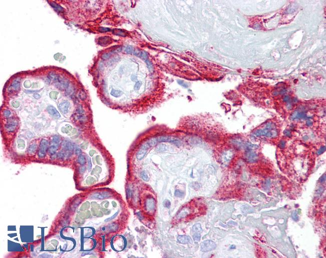 Anti-Klotho antibody IHC of human placenta. Immunohistochemistry of formalin-fixed, paraffin-embedded tissue after heat-induced antigen retrieval. Antibody LS-B7010 concentration 5 ug/ml.