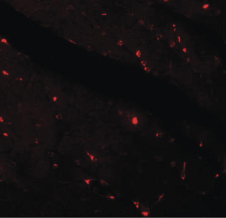 Immunofluorescence of KLOTHO in mouse heart tissue with KLOTHO antibody at 20 ug/ml.