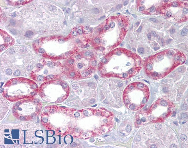 Anti-Klotho antibody IHC of human kidney. Immunohistochemistry of formalin-fixed, paraffin-embedded tissue after heat-induced antigen retrieval. Antibody LS-B6625 concentration 5 ug/ml.