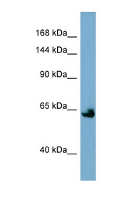 KL / Klotho antibody LS-B6625 Western blot of NCI-H226 cell lysate.