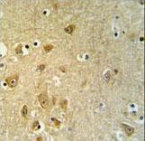 KLC2 Antibody IHC of formalin-fixed and paraffin-embedded brain tissue followed by peroxidase-conjugated secondary antibody and DAB staining.