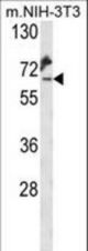 Western blot of KLC2 Antibody in mouse NIH-3T3 cell line lysates (35 ug/lane). KLC2 (arrow) was detected using the purified antibody.