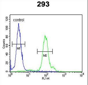 KLC2 Antibody flow cytometry of 293 cells (right histogram) compared to a negative control cell (left histogram). FITC-conjugated goat-anti-rabbit secondary antibodies were used for the analysis.
